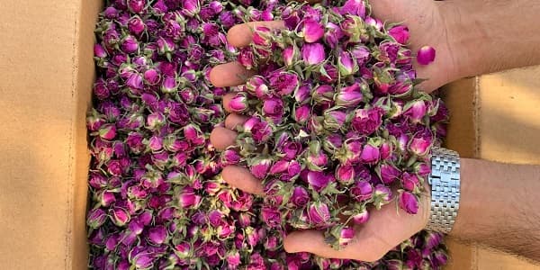 تصویر 3 از قیمت خرید غنچه گل محمدی داراب شیراز عمده به صرفه و ارزان